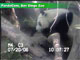 A webcam in the panda enclosure at the San Diego Zoo.